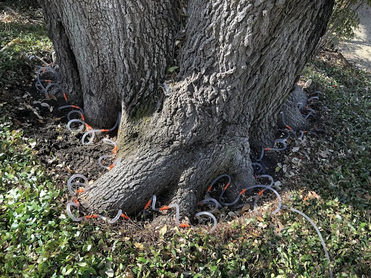 Detailed Shrub and Hedge Trimming job site in Bow