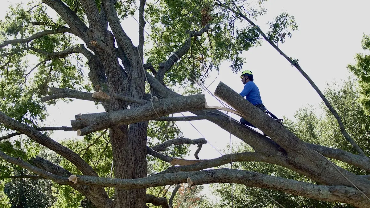 Professional Hazardous Tree Removal performed by certified arborists in Bow